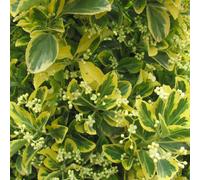 2 x fuseau japonais - Euonymus japonicus 'Ovatus Aureus' - 20-30 cm en conteneur
