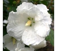 2 x Garteneibian - Hibiscus syriacus 'William Robert Smith' - 40-60 cm en conteneur