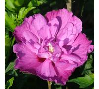 2 x Garteneibisch - Hibiscus 'Purple Ruffles' - 40-60 cm en conteneur