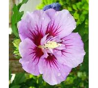 2 x Garteneibisch - Hibiscus syriacus 'Ardens' - 40-60 cm en conteneur