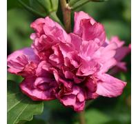 2 x Garteneibisch - Hibiscus syriacus 'Duc De Brabant' - 40-60 cm en conteneur