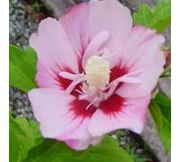 2 x Garteneibisch - Hibiscus Syriacus 'Hamabo' - 40-60 cm en conteneur