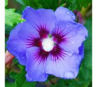 2 x Garteneibisch - Hibiscus Syriacus 'Oiseau Bleu' - 40-60 cm en conteneur