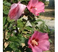 2 x Garteneibisch - Hibiscus syriacus 'Pink Giant' ('Flogi') - 40-60 cm en conteneur