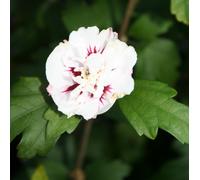 2 x Garteneibisch - Hibiscus syriacus 'Speciosus' - 40-60 cm en conteneur