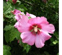 2 x Garteneibisch - Hibiscus Syriacus 'Woodbridge' - 40-60 cm en conteneur