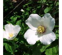 2 x Gartenjasmin - Philadelphus 'Belle Etoile' - 50-60 cm en conteneur