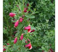 2 x genêt - cytisus 'burkwoodii' - 40-60 cm pot