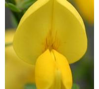 2 x genêt - cytisus 'golden sunlight' - 40-60 cm pot