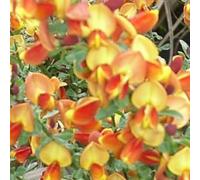2 x genêt - cytisus 'lena' - 40-60 cm pot