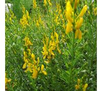 2 x genêt des teinturiers - genista tinctoria 'royal gold' - 30-40 cm pot