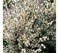 2 x genêt précoce - cytisus praecox 'albus' - 40-60 cm pot