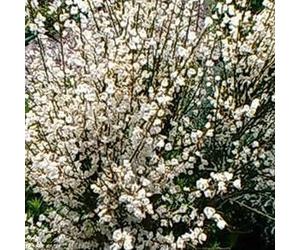 2 x genêt précoce - cytisus praecox 'albus' - 40-60 cm pot