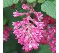 2 x Groseille - Ribes sanguineum 'King Edward Vii' - 50-60 cm en conteneur