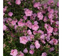 2 x Hibiscus sauvage - Hibiscus syriacus Lavender Chiffon - 40-60 cm en conteneur