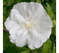 2 x Hibiscus sauvage - Hibiscus syriacus 'White Chiffon' - 40-60 cm en conteneur