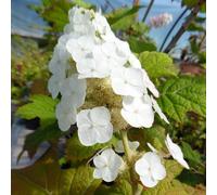 2 x hortensia à feuilles de chêne - hydrangea quercifolia 'snow queen' - 30-40