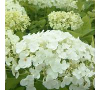 2 x hortensia de virginie - hydrangea arborescens 'annabelle' - 30-50 cm pot
