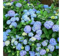 2 x hortensia - hydrangea macrophylla 'blauer prinz' - 25-30 cm pot