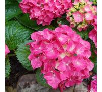 2 x hortensia - hydrangea macrophylla 'glowing embers' - 25-30 cm pot