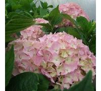 2 x hortensia - hydrangea macrophylla 'king george vii' - 25-30 cm pot