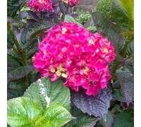 2 x hortensia 'merveille sanguine' - hydrangea macrophylla 'merveille