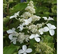 2 x hortensia paniculé - hydrangea paniculata 'levana'® - 40-50 cm pot