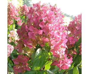 2 x hortensia paniculé ® - hydrangea paniculata 'mega mindy' - 40-50 cm pot