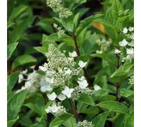 2 x hortensia paniculé - hydrangea paniculata 'unique' - 40-50 cm pot