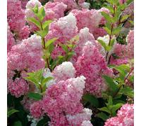 2 x hortensia paniculé ® - hydrangea paniculata 'vanille fraise' - 40-50 cm pot
