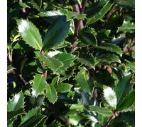2 x houx - ilex meserveae 'heckenpracht' - 40-60 cm pot