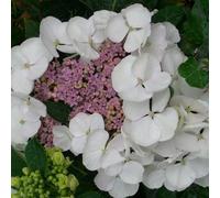2 x Hydrangea - Hydrangea macrophylla 'Dragonfly' - 25-30 cm en conteneur