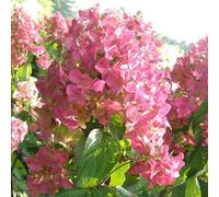 2 x Hydrangea - Hydrangea paniculata 'Mega Mindy' - 40-50 cm en conteneur