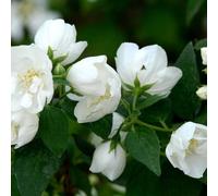 2 x Jasmin de jardin bourré - Philadelphus 'Bouquet Blanc' - 50-60 cm en conteneur