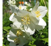 2 x Jasmin de jardin - Philadelphus 'Lemoinei' - 50-60 cm en conteneur