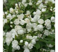 2 x Jasmin de jardin - Philadelphus 'Manteau D'Hermine' - 40-50 cm en conteneur