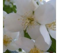 2 x Jasmin de jardin - Philadelphus 'Virginal' - 50-60 cm en conteneur