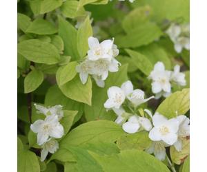 2 x jasmin des poètes - philadelphus coronarius 'aureus' - 30-40 cm pot