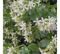 2 x Jasmin - Trachelospermum Jasminoides - 50-60 cm en conteneur