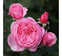 2 x Kordes Parfuma® Rose - Rosa 'Kiss Me Kate'®