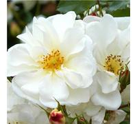 2 x Kordes Rigo-Rose - Rosa 'Diamant