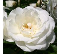 2 x Kordes Rose à massif - Rosa 'Schneewittchen