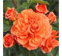 2 x Kordes Rose à massifs - Rosa 'Orangerie'®