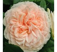 2 x Kordes Rosier à massifs - Rosa 'Garden Of Roses'®