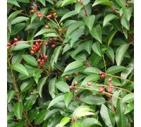 2 x Laurier-cerise du Portugal - Prunus Lusitanica - 30-40 cm en conteneur