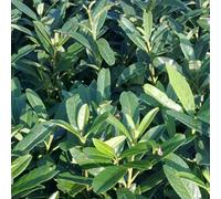 2 x laurier-cerise - prunus laurocerasus 'caucasica' - 60-80 cm pot