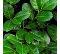 2 x laurier-cerise - prunus laurocerasus 'rotundifolia' - 60-80 cm pot