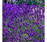 2 x lavande fine - lavandula angustifolia 'dwarf blue' - pot