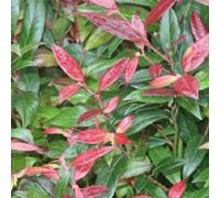 2 x leucothoe fontanesiana (= - leucothoe scarletta (= 'zeblid') - 20-30 cm pot
