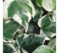 2 x Lierre d'Afrique du Nord - Hedera Algeriensis 'Gloire De Marengo' - 50-60 cm en conteneur